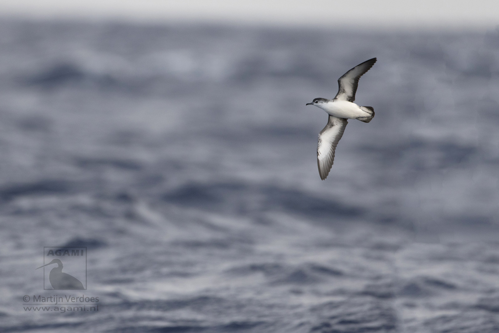 image Barolo Shearwater